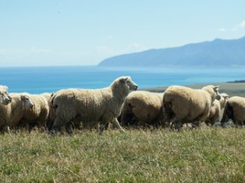 $10.4m research project for wool-based export sector