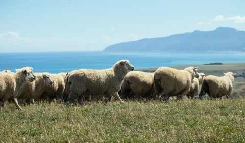 $10.4m research project aims for new wool-based export sector