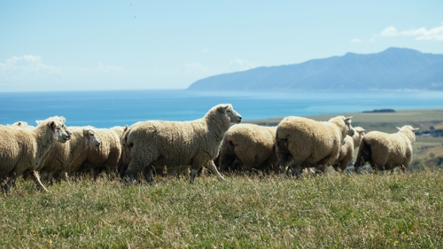 Sheep grazing on pasture near the sea