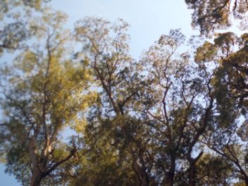 Research aims to store more carbon in soil