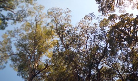 Research aims to store more carbon in soil