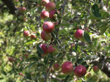 Lincoln Agritech enables AI-driven apple disease detection in New Zealand orchards