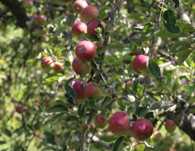 Lincoln Agritech enables AI-driven apple disease detection in New Zealand orchards