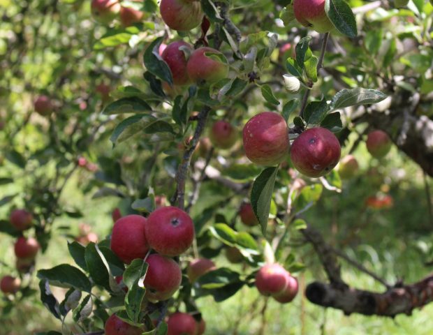 Lincoln Agritech enables AI-driven apple disease detection in New Zealand orchards